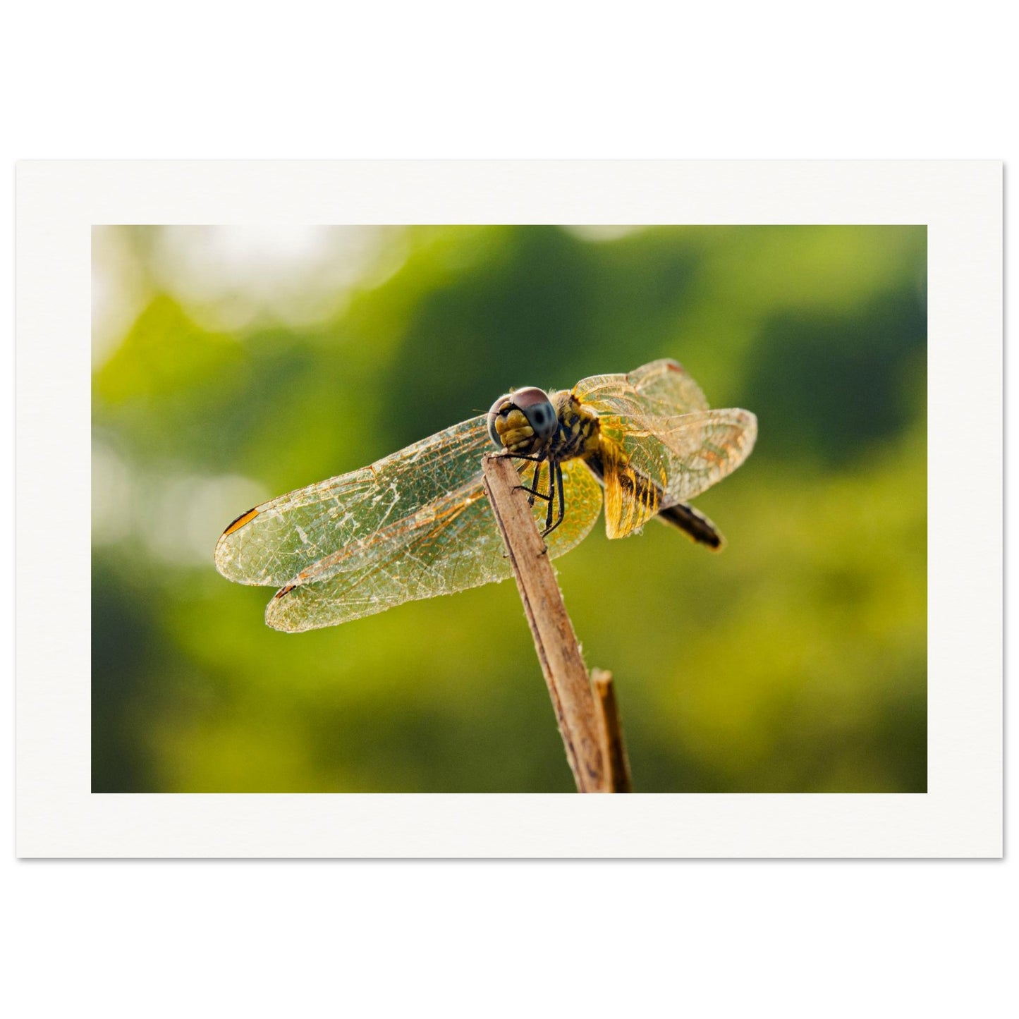 20858944-71c3-4810-9a54-1cb3054ab2b0